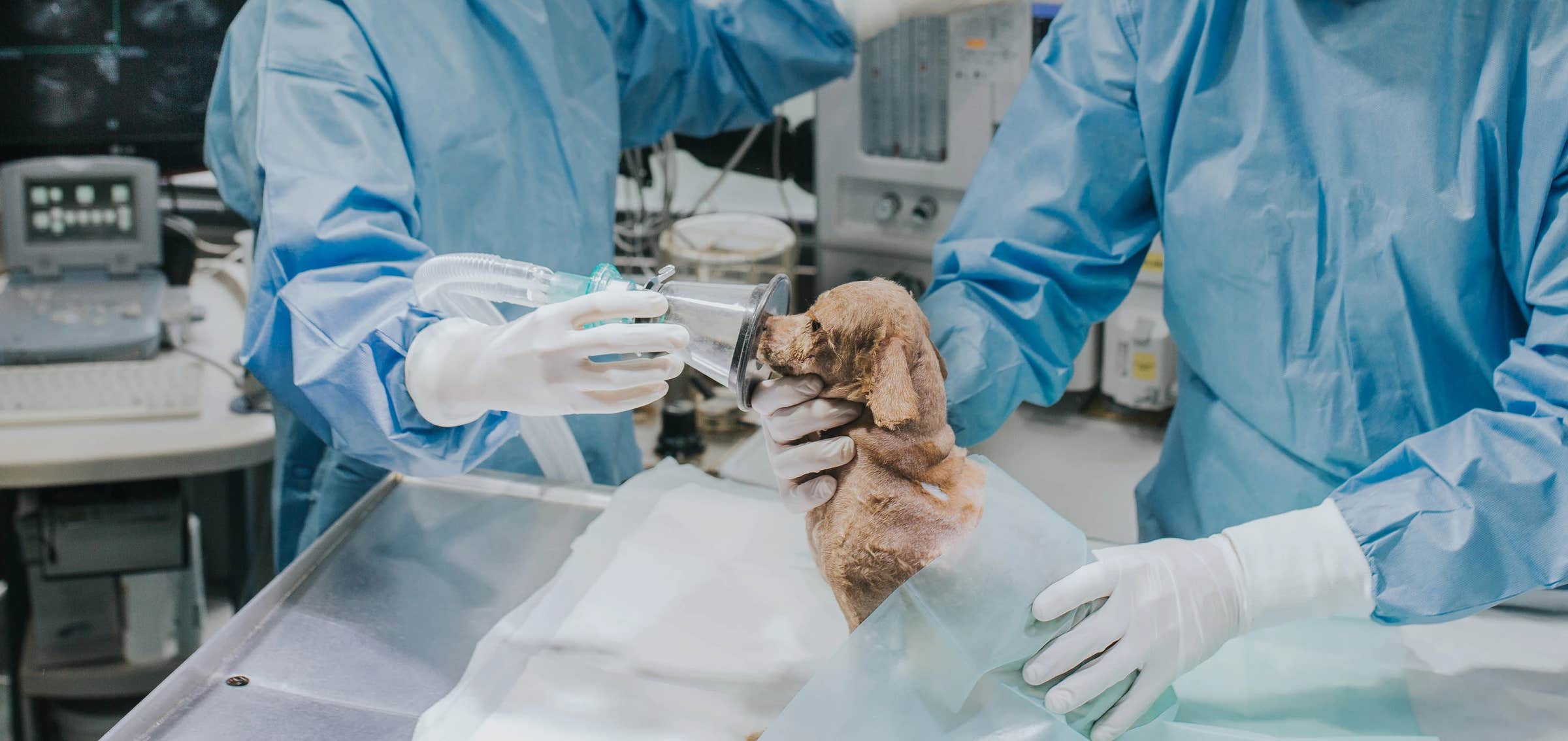 Dos veterinarios a punto de sedar a un perro pequeño marrón antes de una intervención quirúrgica en la mesa de operaciones de la clínica veterinaria El Jardín.