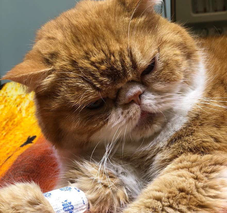 Gato hospitalizado en la clínica veterinaria El Jardín.