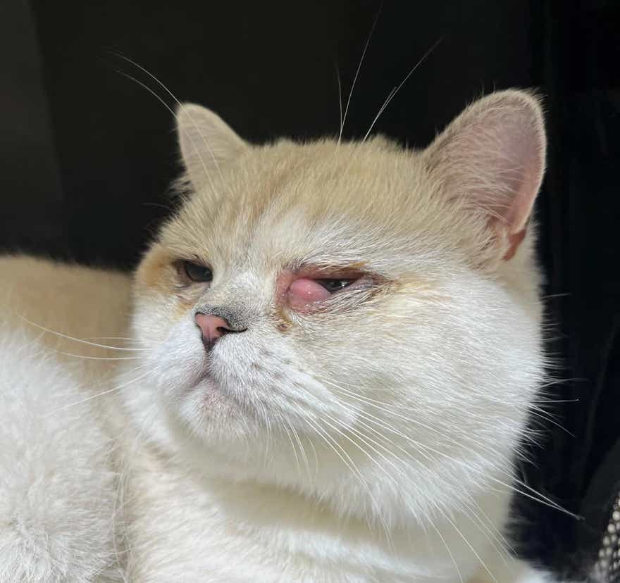 Gato con una afección ocular que está siendo tratado en la clínica veterinaria El Jardín.